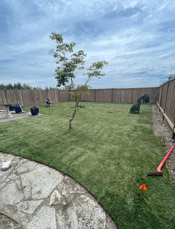 After full yard renovation with finished lawn installation in Tacoma WA