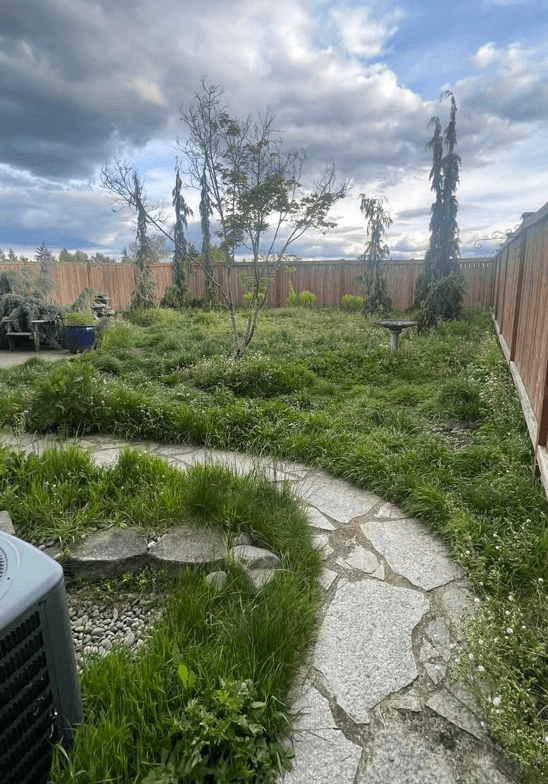 Before full yard renovation with overgrown lawn condition in Tacoma WA
