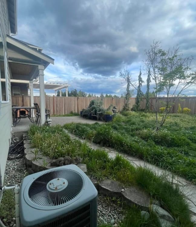 Overgrown backyard condition before full landscape renovation in Tacoma WA